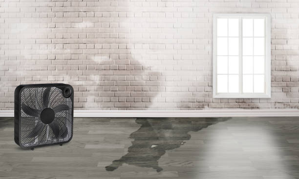 Best Ceiling water damage repair  in Mosinee, WI